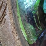 Tropical World Madagascan Day Gecko